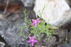 Zeltnera calycosa