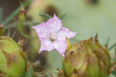 Convolvulus equitans