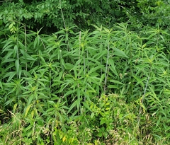 Helianthus verticillatus