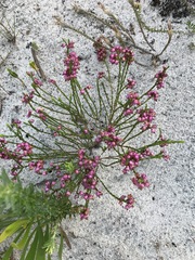 Erica rhopalantha