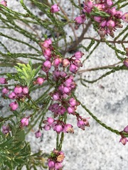 Erica rhopalantha