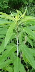 Helianthus verticillatus
