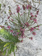 Erica rhopalantha