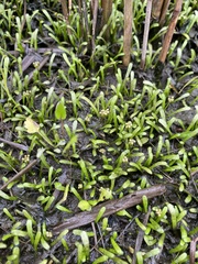 Lilaeopsis chinensis