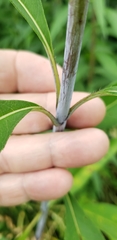 Helianthus verticillatus