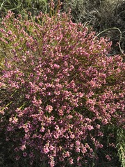 Erica rhopalantha