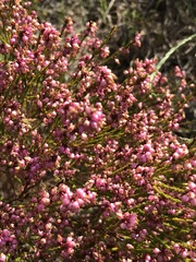 Erica rhopalantha