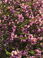 Erica rhopalantha