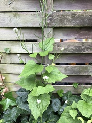 Alliaria petiolata
