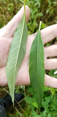 Helianthus verticillatus