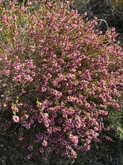 Erica rhopalantha