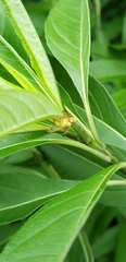Helianthus verticillatus