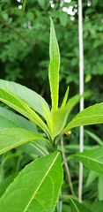 Helianthus verticillatus