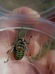 Pycnogaster jugicola