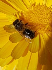 Apis mellifera