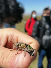 Pycnogaster jugicola