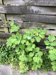 Chelidonium majus