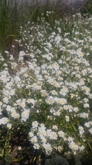 Plagiobothrys figuratus