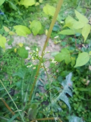 Capsella bursa-pastoris