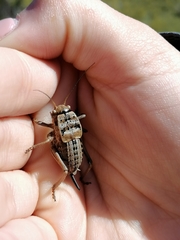 Pycnogaster jugicola