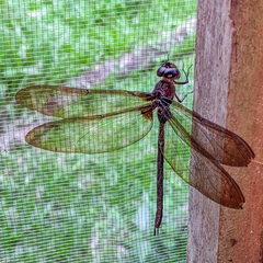 Gynacantha membranalis