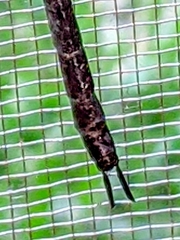 Gynacantha membranalis