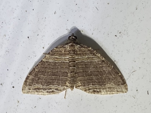 Many-lined Carpet Moth photo 3