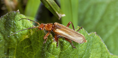 Cantharis rufa