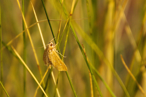 White-spotted Orange photo 2