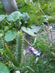 Phleum pratense