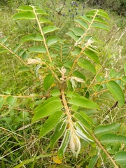 Phyllanthus salviifolius