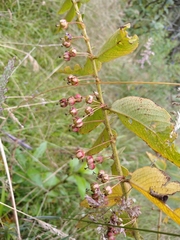 Phyllanthus salviifolius