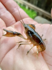Procambarus steigmani