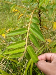 Phyllanthus salviifolius