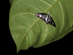 Glyphodes actorionalis