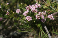 Phylica gnidioides