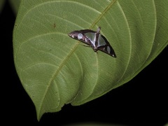 Glyphodes actorionalis