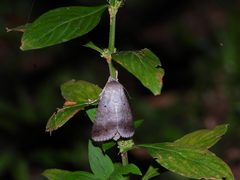 Pandesma quenavadi