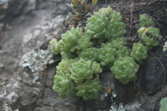 Haworthia cymbiformis