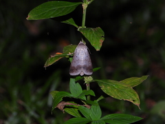 Pandesma quenavadi