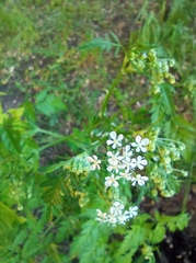 Anthriscus sylvestris