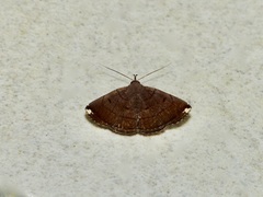 Mecodina