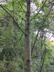 Liquidambar formosana