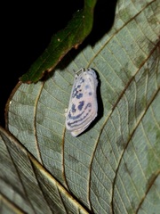 Copsyrna maculata