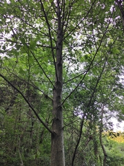 Liquidambar formosana