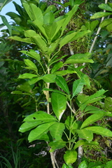 Melicope triphylla