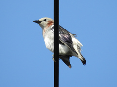 Agropsar philippensis