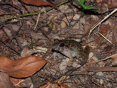 Fejervarya cancrivora