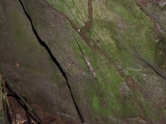 Cnemaspis peninsularis