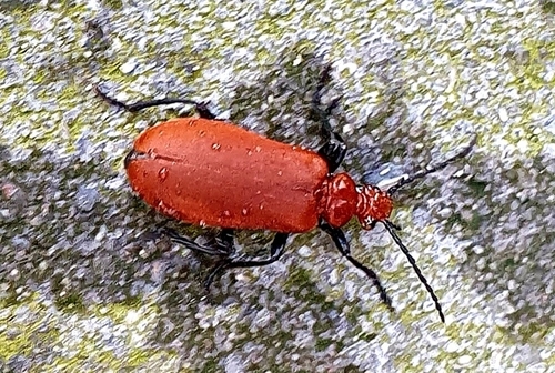 Common Cardinal Beetle, 7031 GD Wehl, Nederland, photo 3 of 10